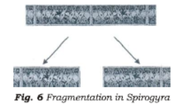 Class 7 Science Reproduction in Plants Chapter Notes