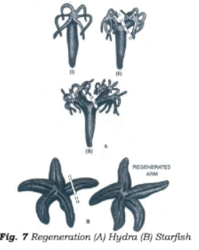 Class 7 Science Reproduction in Plants Chapter Notes