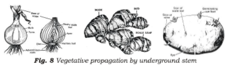 Class 7 Science Reproduction in Plants Chapter Notes