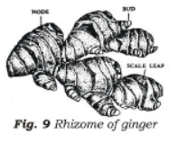 Class 7 Science Reproduction in Plants Chapter Notes