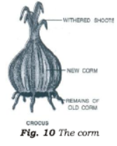 Class 7 Science Reproduction in Plants Chapter Notes