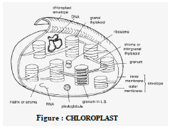 Class 8 Science Cell Exam Notes