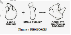 Class 8 Science Cell Exam Notes