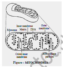 Class 8 Science Cell Exam Notes