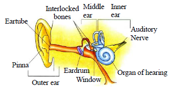 Class 8 Science Sound Exam Notes