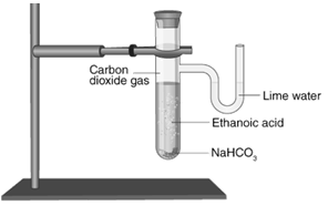 NCERT Exemplar Solutions Class 10 Science Carbon and its Compounds