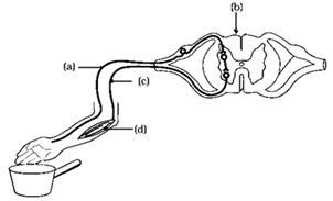 NCERT Exemplar Solutions Class 10 Science Control And Coordination