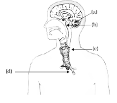 NCERT Exemplar Solutions Class 10 Science Control And Coordination