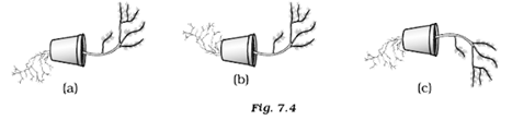 NCERT Exemplar Solutions Class 10 Science Control And Coordination