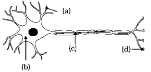 NCERT Exemplar Solutions Class 10 Science Control And Coordination