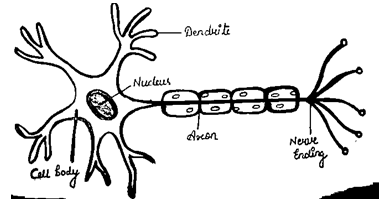 NCERT Exemplar Solutions Class 10 Science Control And Coordination