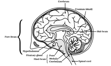 NCERT Exemplar Solutions Class 10 Science Control And Coordination