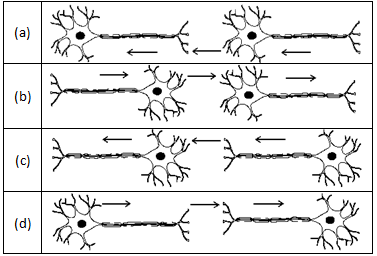 NCERT Exemplar Solutions Class 10 Science Control And Coordination