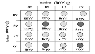 NCERT Exemplar Solutions Class 10 Science Heredity and Evolution