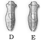 NCERT Exemplar Solutions Class 10 Science How do Organisms Reproduce