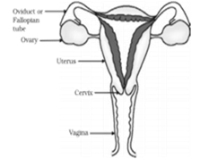 NCERT Exemplar Solutions Class 10 Science How do Organisms Reproduce