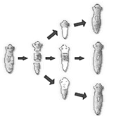 NCERT Exemplar Solutions Class 10 Science How do Organisms Reproduce