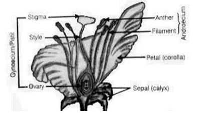 NCERT Exemplar Solutions Class 10 Science How do Organisms Reproduce