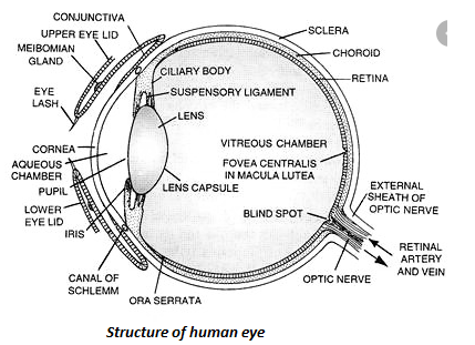 NCERT Exemplar Solutions Class 10 Science Human Eye and Colourful World