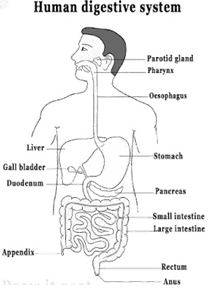 NCERT Exemplar Solutions Class 10 Science Life Processes