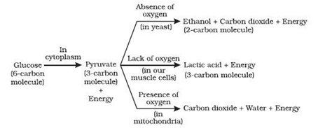 NCERT Exemplar Solutions Class 10 Science Life Processes