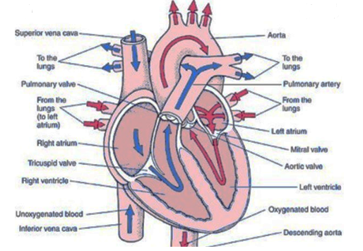 NCERT Exemplar Solutions Class 10 Science Life Processes