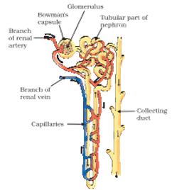 NCERT Exemplar Solutions Class 10 Science Life Processes