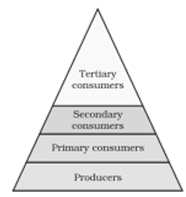 NCERT Exemplar Solutions Class 10 Science Our Environment