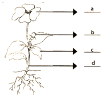 NCERT Exemplar Solutions Class 6 Science Food Where Does It Come From-A1