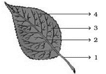 NCERT Exemplar Solutions Class 6 Science Getting to Know Plants-A4