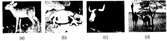 NCERT Exemplar Solutions Class 6 Science The Living Organisms and Their Surroundings