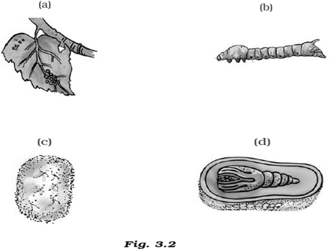 NCERT Exemplar Solutions Class 7 Science Fibre to Fabric-2