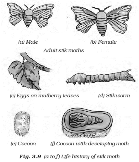 NCERT Exemplar Solutions Class 7 Science Fibre to Fabric-5