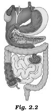 NCERT Exemplar Solutions Class 7 Science Nutrition in Animals-6