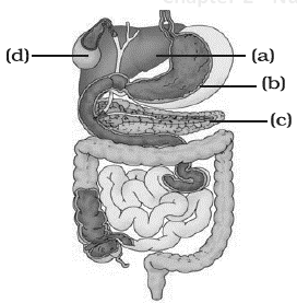 NCERT Exemplar Solutions Class 7 Science Nutrition in Animals-7