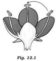 NCERT Exemplar Solutions Class 7 Science Reproduction in Plants-