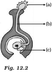 NCERT Exemplar Solutions Class 7 Science Reproduction in Plants-1