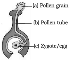 NCERT Exemplar Solutions Class 7 Science Reproduction in Plants-2