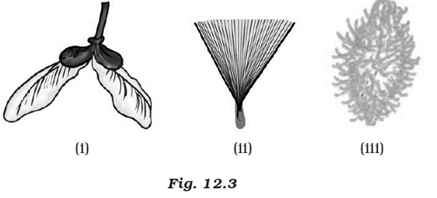 NCERT Exemplar Solutions Class 7 Science Reproduction in Plants-3