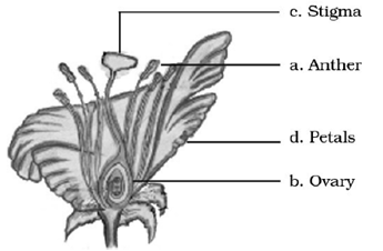 NCERT Exemplar Solutions Class 7 Science Reproduction in Plants-5