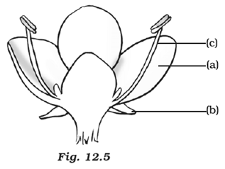 NCERT Exemplar Solutions Class 7 Science Reproduction in Plants-6