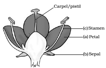 NCERT Exemplar Solutions Class 7 Science Reproduction in Plants-7