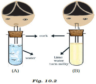 NCERT Exemplar Solutions Class 7 Science Respiration in Organisms-1