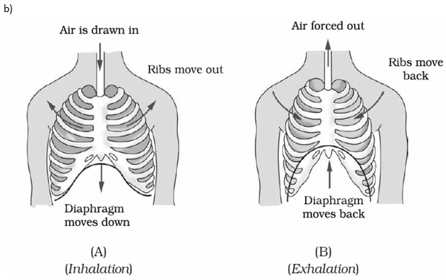 NCERT Exemplar Solutions Class 7 Science Respiration in Organisms-2