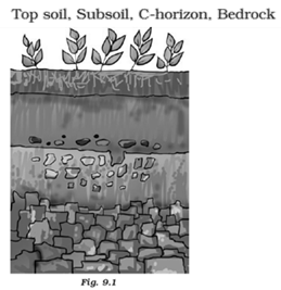 NCERT Exemplar Solutions Class 7 Science Soil-1