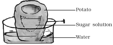 NCERT Exemplar Solutions Class 7 Science Transportation in Animals and Plants-