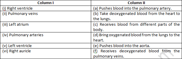 NCERT Exemplar Solutions Class 7 Science Transportation in Animals and Plants-4