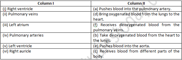 NCERT Exemplar Solutions Class 7 Science Transportation in Animals and Plants-5