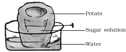 NCERT Exemplar Solutions Class 7 Science Transportation in Animals and Plants