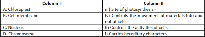 NCERT Exemplar Solutions Class 8 Science Cell Structure and Functions